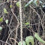 Imagem de Tinospora crispa
