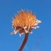 Imagem de tithônia
