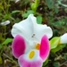 Imagem de Violeta-de-jardim