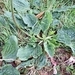 Imagem de Plantas vasculares