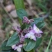 Imagem de Lambari roxo
