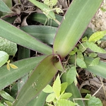Imagem de Abacaxi-roxo