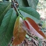 Imagem de Fruta-pão-de-são-tomé