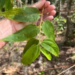 Imagem de <em class="gbifHl">Trema micrantha micrantha</em>
