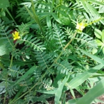 Imagem de Tribulus terrestris