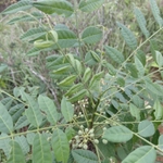 Imagem de Trichilia hirta
