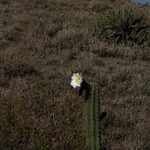 Imagem de Cacto San Pedro