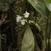 Imagem de Orquídea
