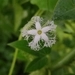 Imagem de Trichosanthes dioica