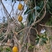 Imagem de Melão-de-são-caetano