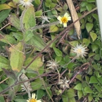 Imagem de Erva-de-touro