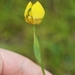 Imagem de Orquídea de chão