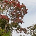 Imagem de Pau-formiga