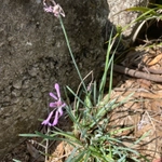 Imagem de Cebolinha-do-campo