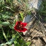 Imagem de Tulipa-do-deserto