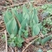 Imagem de Tulipa