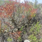 Imagem de Tylecodon paniculatus
