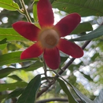 Imagem de Uvaria grandiflora