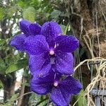 Imagem de Orquídea azul
