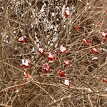 Imagem de Bola-de-neve