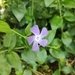 Imagem de Vinca