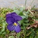 Imagem de Violeta