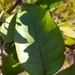 Imagem de Vismia gracilis