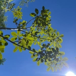 Imagem de Vitex beraviensis