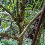 Imagem de Tarumã-preto