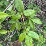 Imagem de Tarumã-do-cerrado