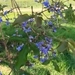 Imagem de Tarumã-do-cerrado