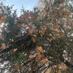 Imagem de Uva-do-mato