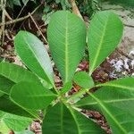 Imagem de Jasmim-africano