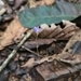 Imagem de Flor-de-fantasma