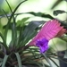 Imagem de Tillandsia azul