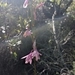 Imagem de Watsonia