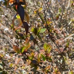 Imagem de Weigela florida