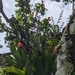 Imagem de Bromélia-gigante