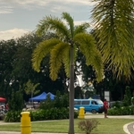 Imagem de Palmeira-leque-australiana
