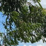 Imagem de Pindaíba-do-brejo