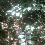 Imagem de Zamioculcas