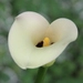 Imagem de Calla