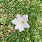 Imagem de Lírio-do-brejo