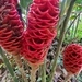 Imagem de Gengibre-concha