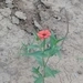 Imagem de Zinnia