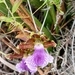 Imagem de Orquídea